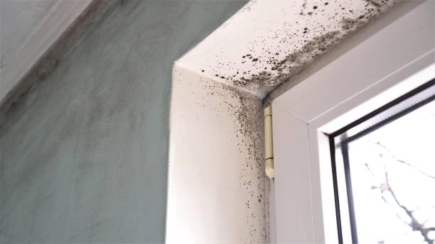 Best Best Mold Removal Companies  in Mountain Road, VA
