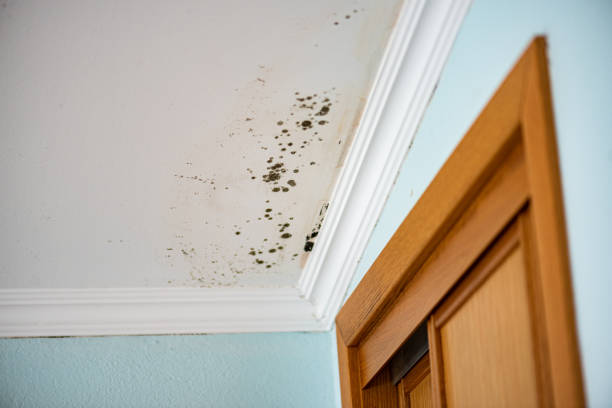 Professional Mold Removal in Mountain Road, VA