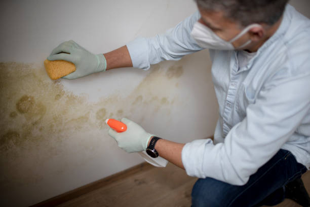 Best Black Mold Removal  in Mountain Road, VA