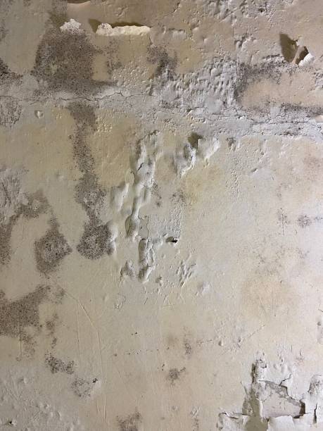 Best Fast Mold Removal  in Mountain Road, VA