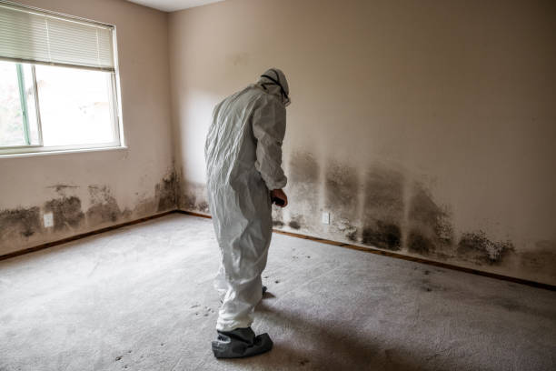 Best Mold Removal Company Near Me  in Mountain Road, VA