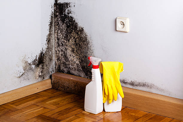 Best Toxic Mold Removal  in Mountain Road, VA