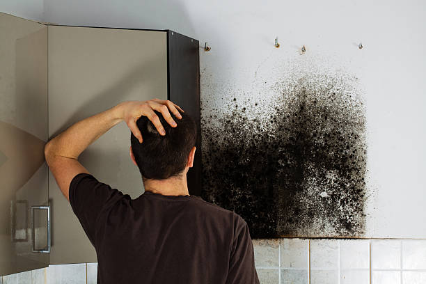 Best Attic Mold Removal  in Mountain Road, VA