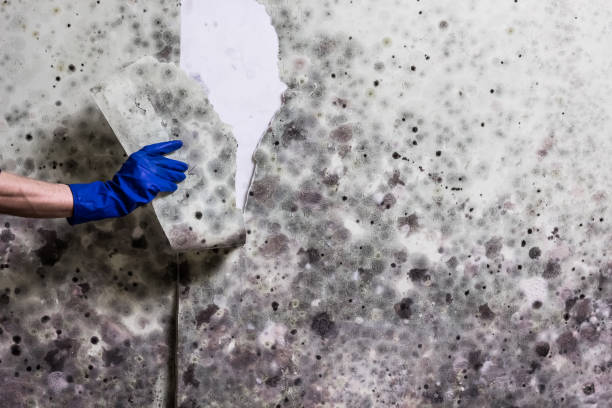 Certified Mold Removal in Mountain Road, VA