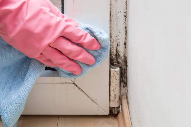 Best Certified Mold Removal  in Mountain Road, VA